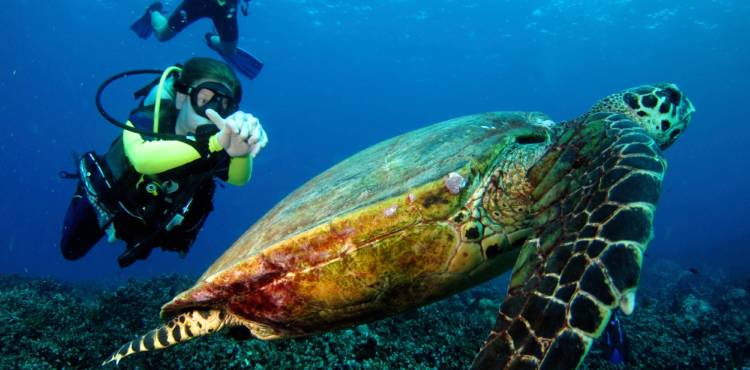 parchi-del-sud-immersioni i parchi del sud