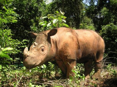 rinoceronte di sumatra indonesia rinoceronte di sumatra