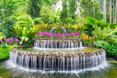 natura a singapore orchidee giardino botanico di singapore