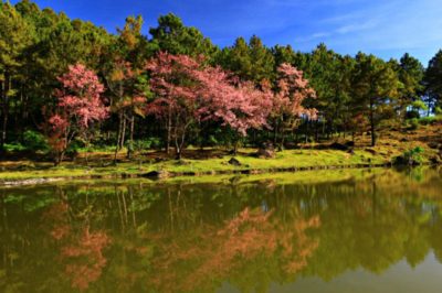 parco nazionale di doi inthanon parco nazionale di doi inthanon chiang mai