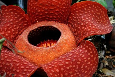 rafflesia nel parco nazionale di khao sok in thailandia la rafflesia in thailandia nel parco nazionale di khao sok in thailandia