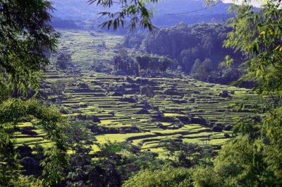 tana toraja risaie a Rantepao in Indonesia