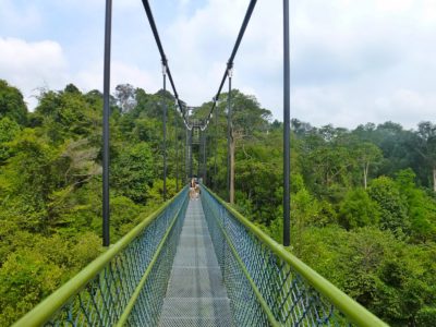 natura a singapore natura a singapore sul tree top walk