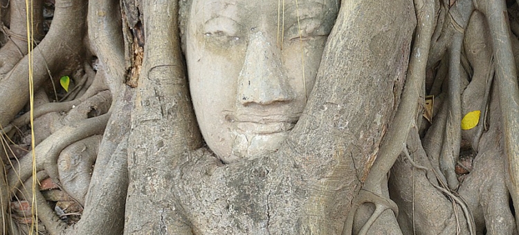 ayutthaya- buddha tra le radici