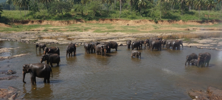elephant